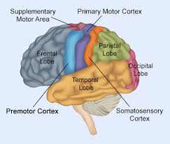 Lack of Motivation Can Impact Brain Function According to New Imaging Study