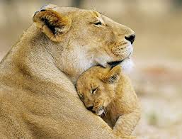 Image result for wildlife