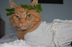 Image result for roman cats