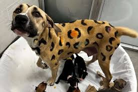 Rescuers Get Call About a Neglected Dog, Find a 'Leopard ...