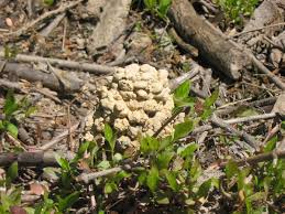 Image result for crayfish chimneys