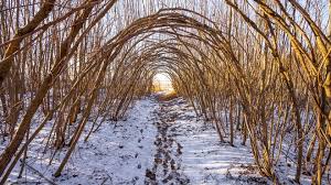 Farmer's Almanac Winter 2025-2026 Predictions: What to Expect