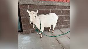 Goat