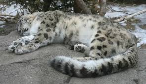 Résultat de recherche d'images pour "snow leopard biting tail"