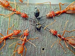 Image result for Miniature Nuclear weapons 4