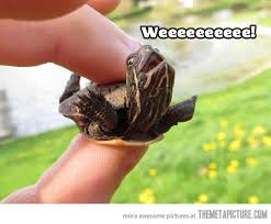 Image result for funny images of turtles