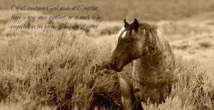 Finest eleven eminent quotes about wild horses wall paper Hindi ... via Relatably.com