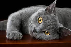 Résultat de recherche d'images pour "le spécialiste des chats des chiens d'appartement"