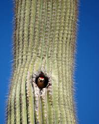Image result for saguaro cactus