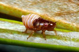 Image result for spittle bug