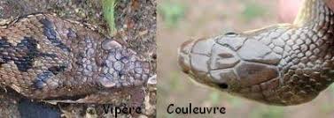 Résultat de recherche d'images pour "couleuvre"
