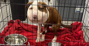 Dog Nearly Choked To Death By Collar Starts New Life In ...