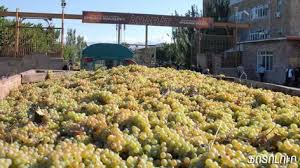 Картинки по запросу խաղող