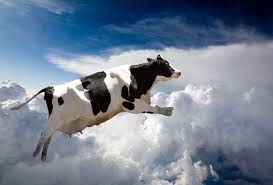 Image result for cows