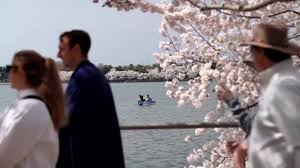 Cherry blossoms at peak bloom draw crowds to Washington
