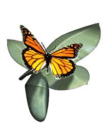 Image result for animated butterflies wallpaper