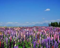 Flower Land 上富良野 四季花海的圖片