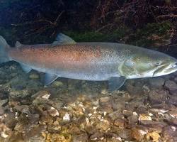 Gambar Salmon Danube