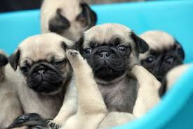 Image result for pugs