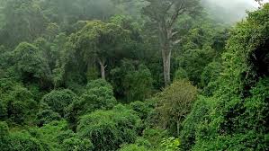 Image result for rainforest in africa