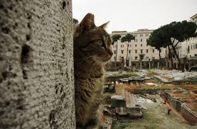 Image result for roman cats
