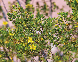 Image of Creosote Bush in South Texas