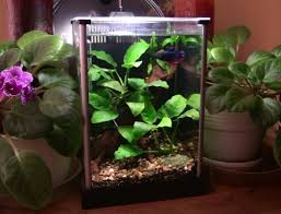 Image result for betta fish tank