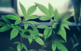 Resultado de imagen de Legalization