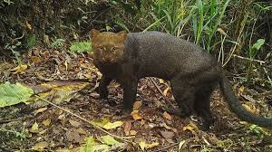 ¡Gato Nutria Sorprende en Entre Ríos! ¿Peligro Oculto en tu Patio?