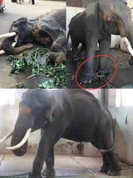 Reclaim Thai Elephants 🇹🇭ทวงคืนช้างไทย
