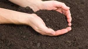 「Kanuma soil」の画像検索結果