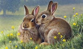Image result for RABBIT
