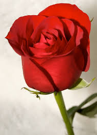 Image result for images of red rose
