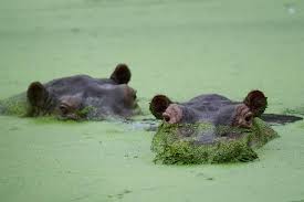 Colombia's rogue hippos could find refuge in India