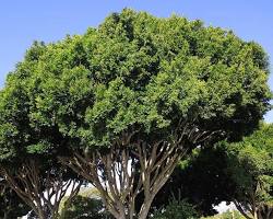 Image of Indian Laurel tree