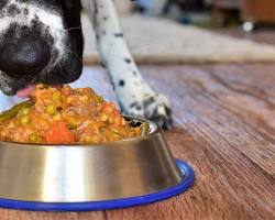 dog eating a homemade treatの画像