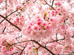 Hasil gambar untuk taman bunga sakura khas jepang