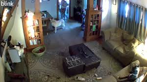 Furry Accident | TikTok