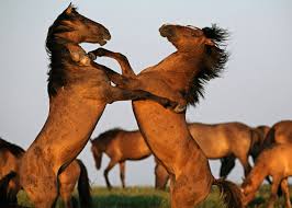 Image result for horses