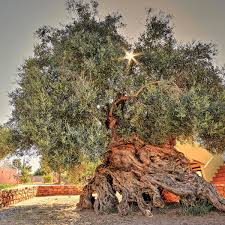 The oldest olive tree in the world and witness to the history of mankind is 4,000 years old and still yields olives - AS USA