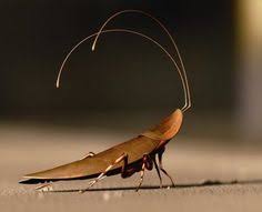 Image result for cute cockroach