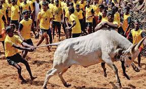 Image result for jallikattu images