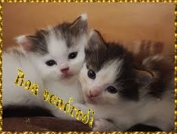 Résultats de recherche d'images pour « gif image chat dormeur »