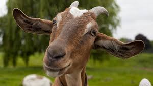 Image result for GOAT
