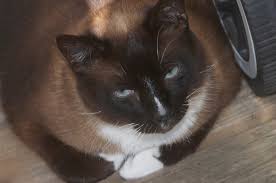 Résultat de recherche d'images pour "snowshoe cat"