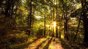 Image result for beautifull image