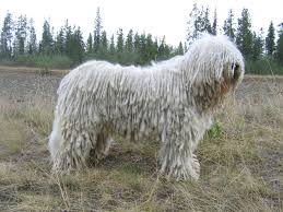 Τι είναι το Komondor ;