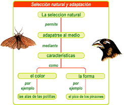 Resultado de imagen para SELECCION NATURAL