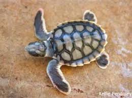 Image result for turtle