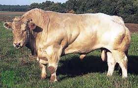 Image result for belgian blue bull meat